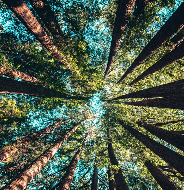/static/media/forest_save_the_earth.b73e9446.jpeg